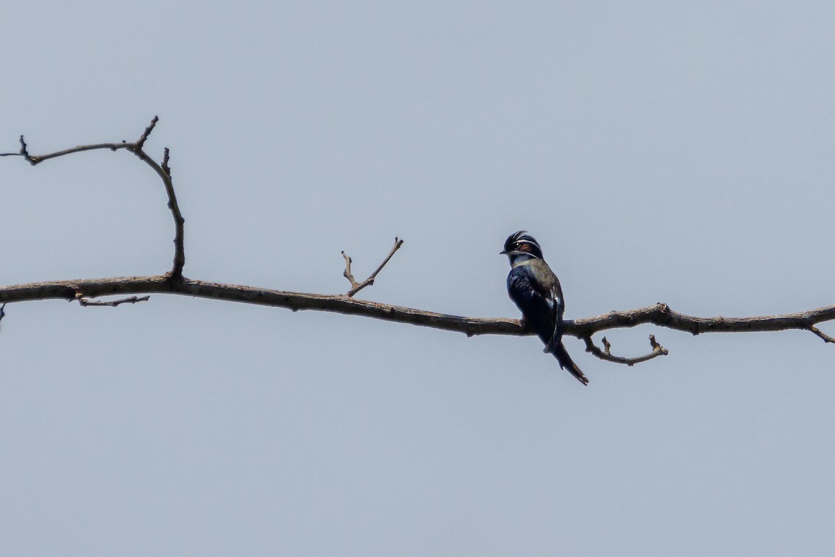 Whiskered Treeswift - ML597192691