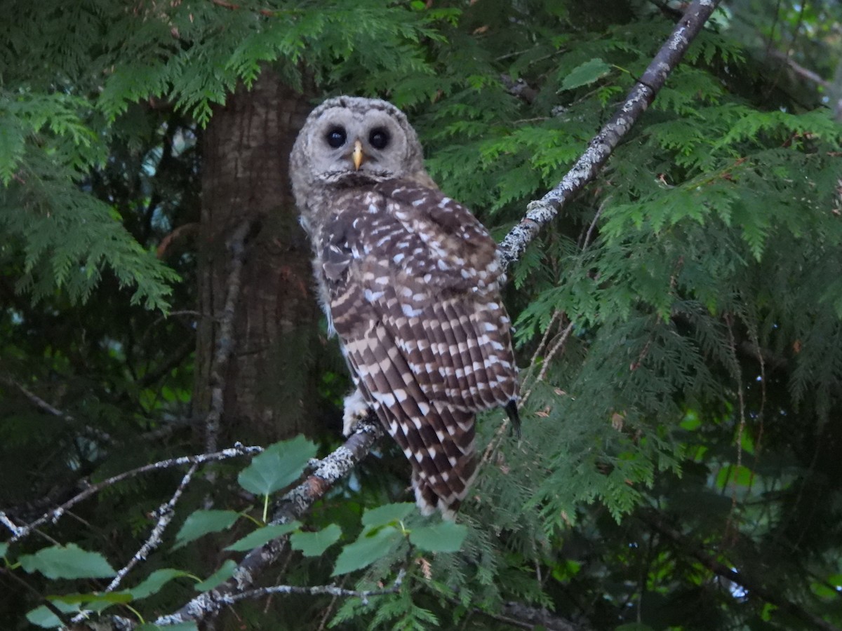 Barred Owl - ML597192741