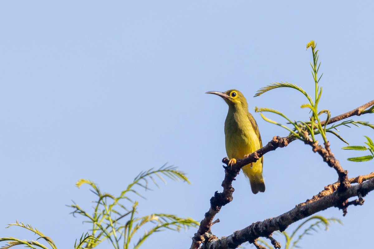 Spectacled Spiderhunter - Graham Possingham