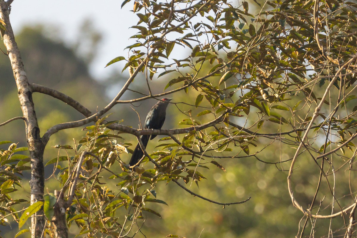 Black-bellied Malkoha - ML597193001