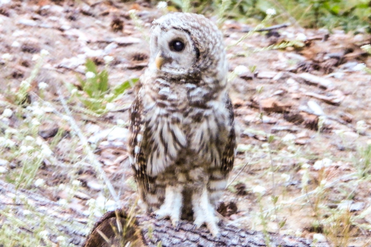 Barred Owl - ML597193021