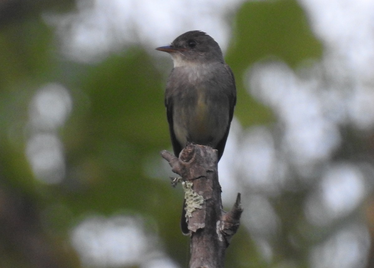 Eastern Wood-Pewee - ML597193091