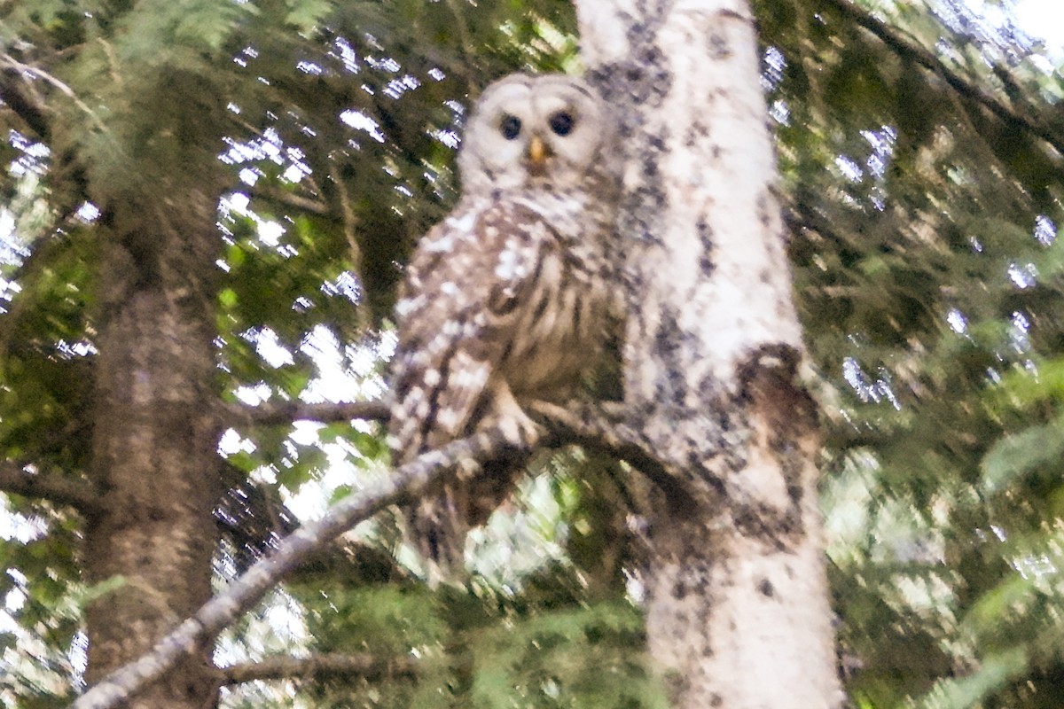 Barred Owl - ML597193291