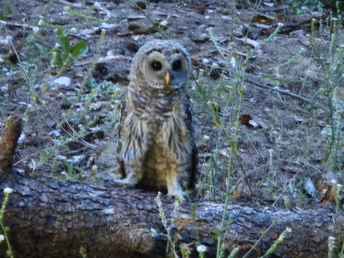 Barred Owl - ML597193621