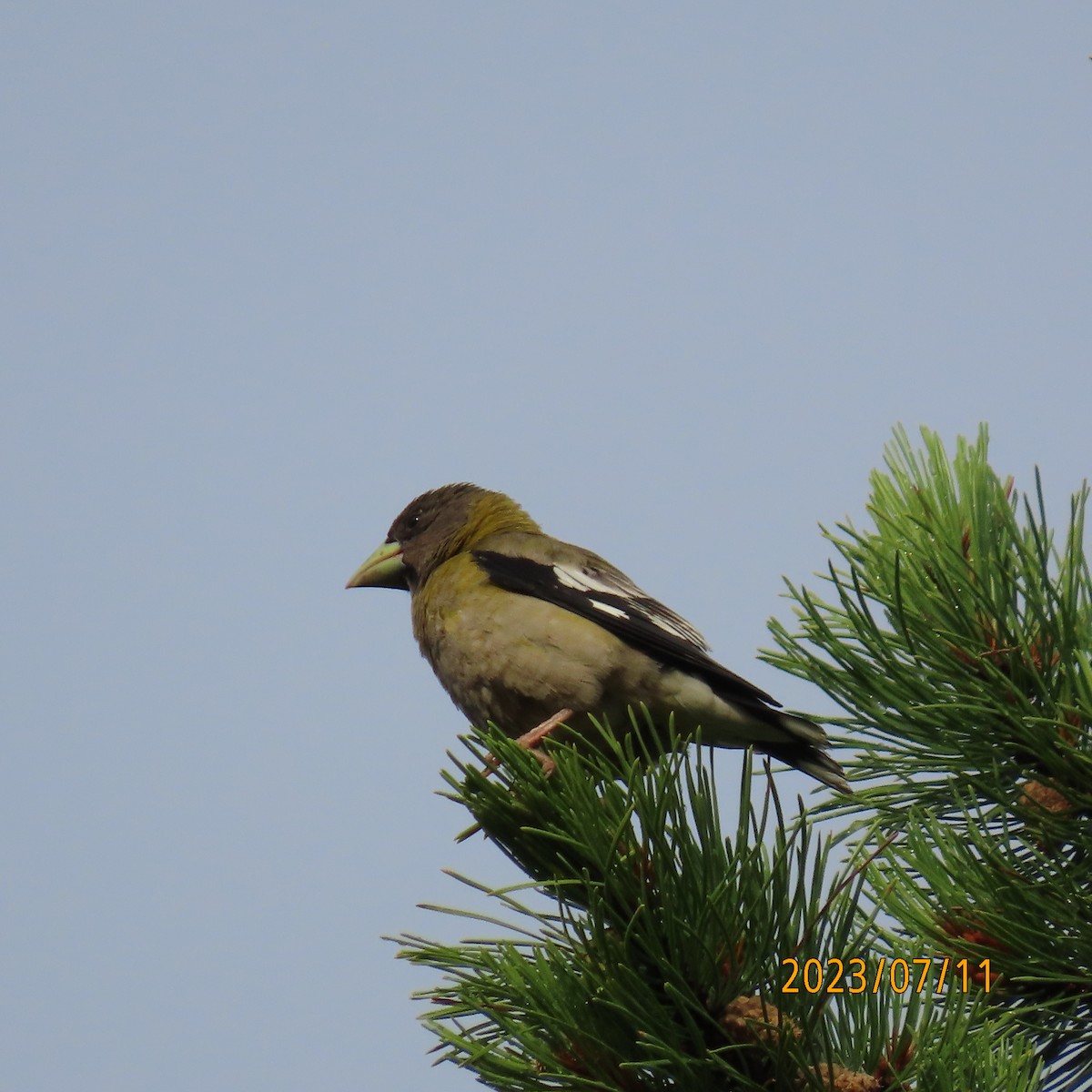 Evening Grosbeak - Paul Wolter