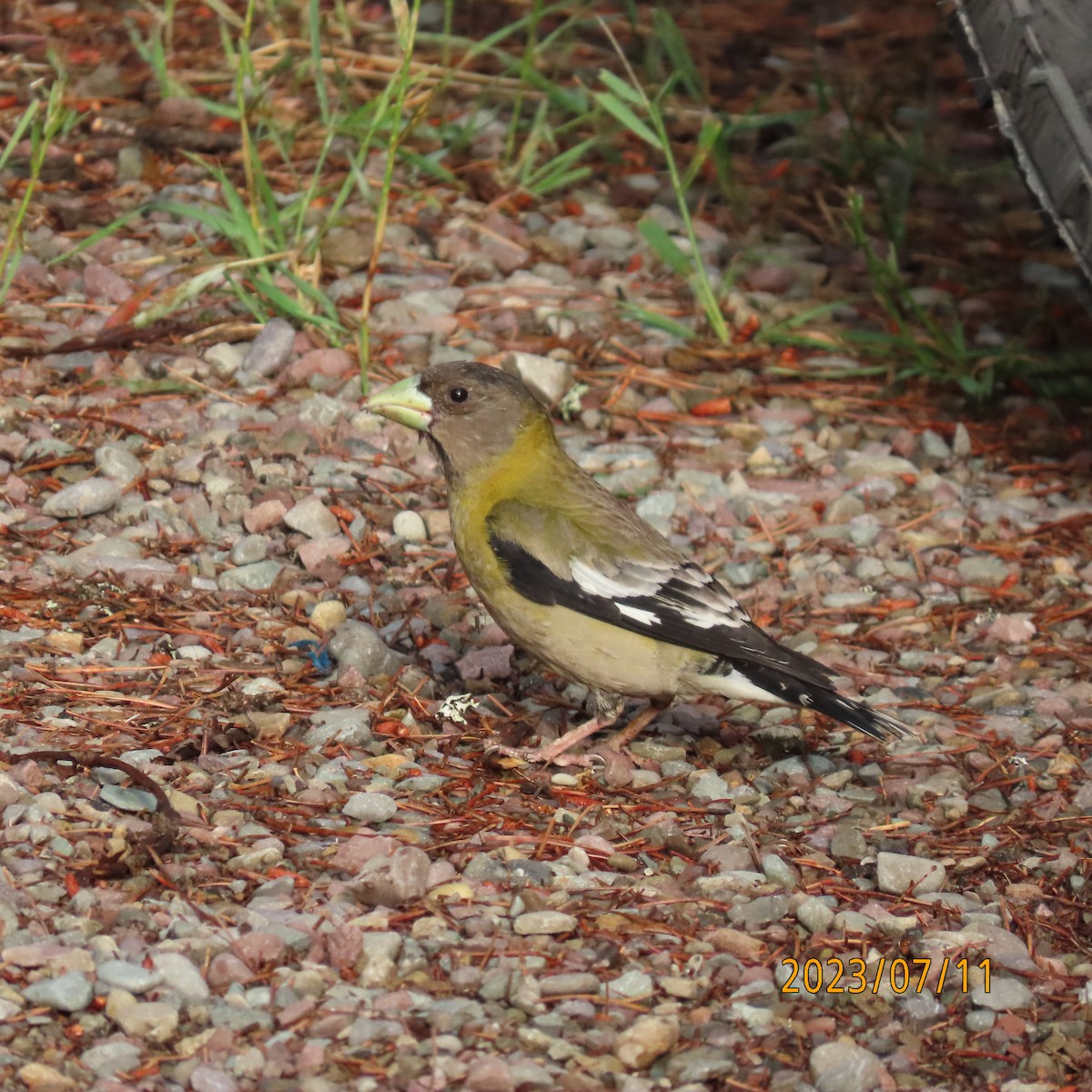 Evening Grosbeak - Paul Wolter