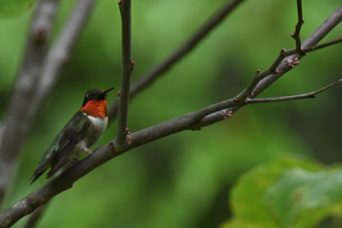 Colibri à gorge rubis - ML597195141