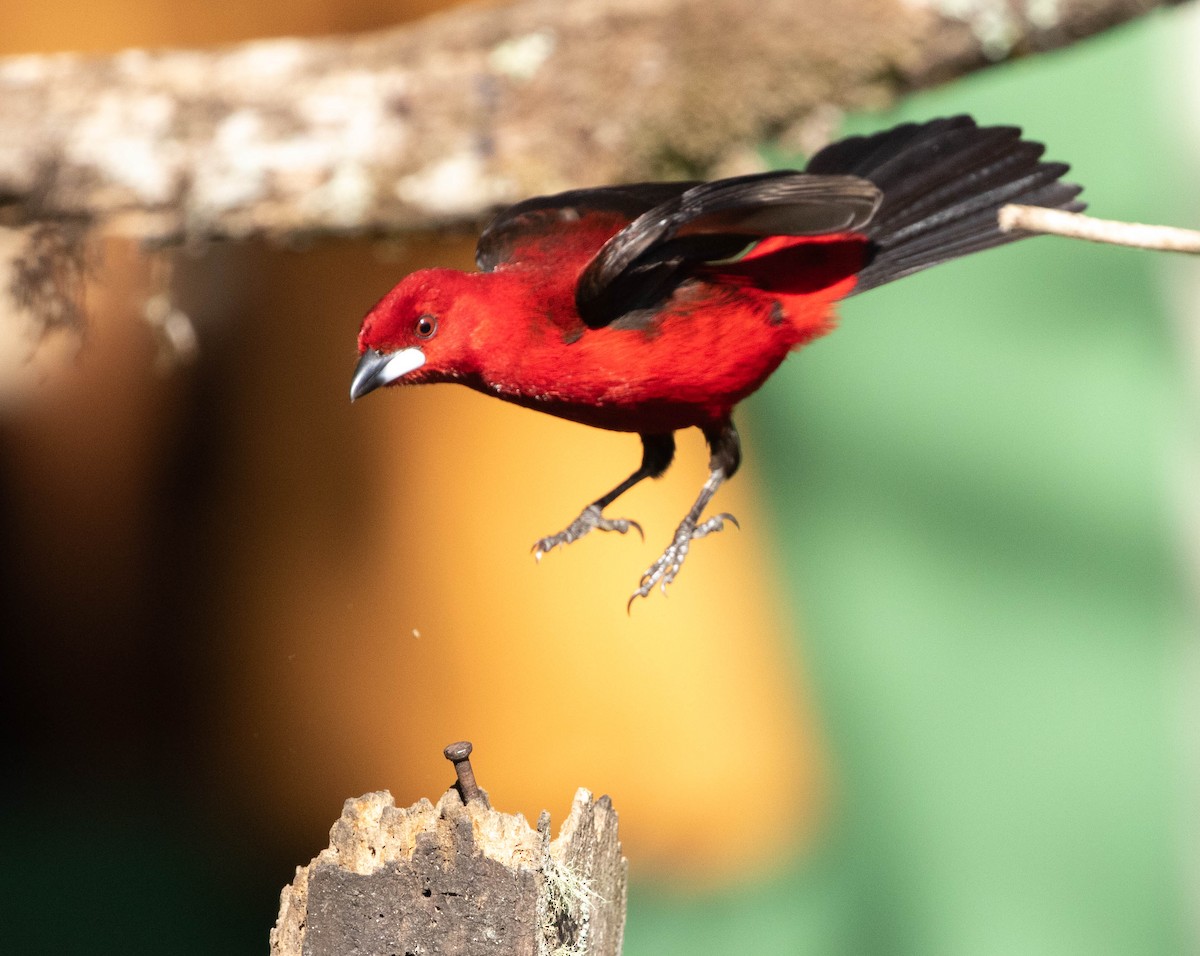 Brazilian Tanager - ML597195351