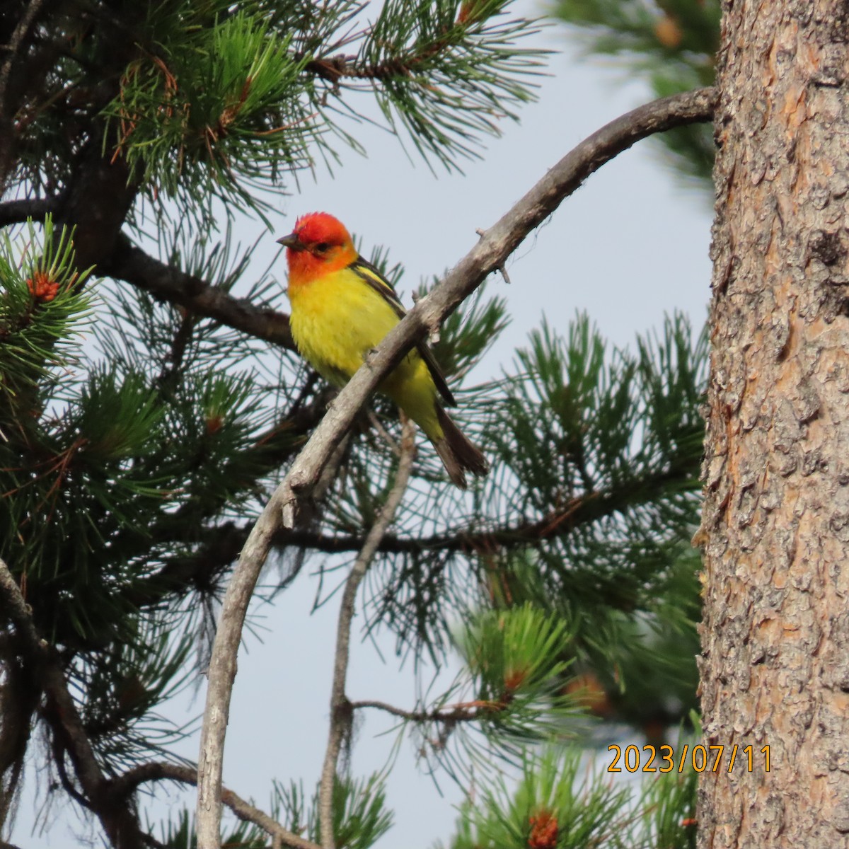 Western Tanager - Paul Wolter