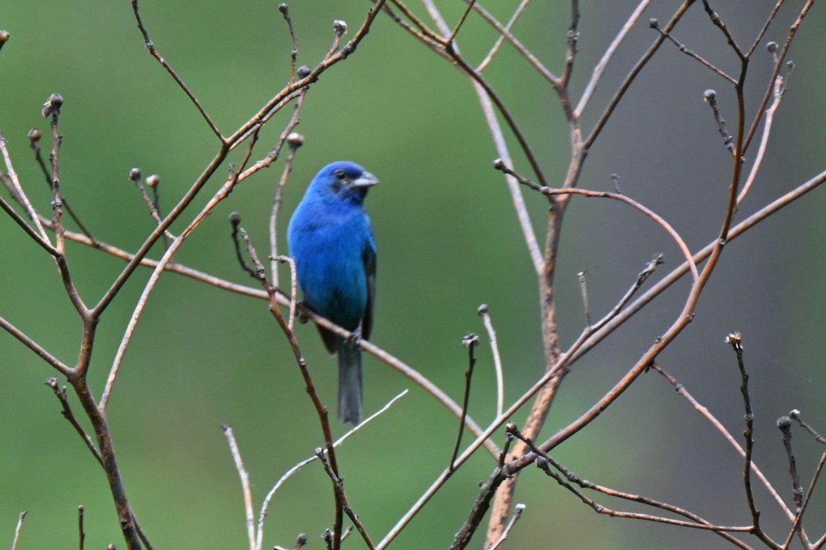 Indigo Bunting - Sonja Cook