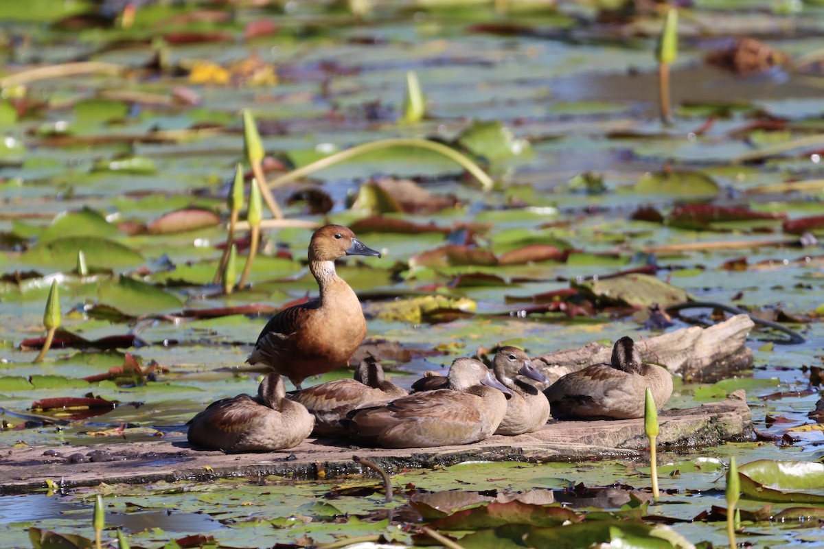 Fulvous Whistling-Duck - ML597195671