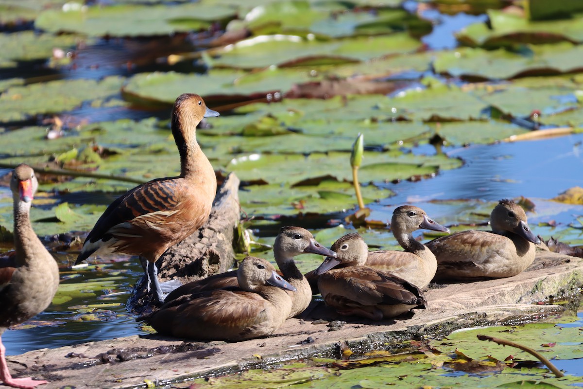 Fulvous Whistling-Duck - ML597195871