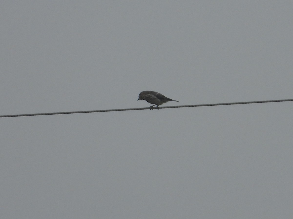 Eastern Bluebird - ML597196171