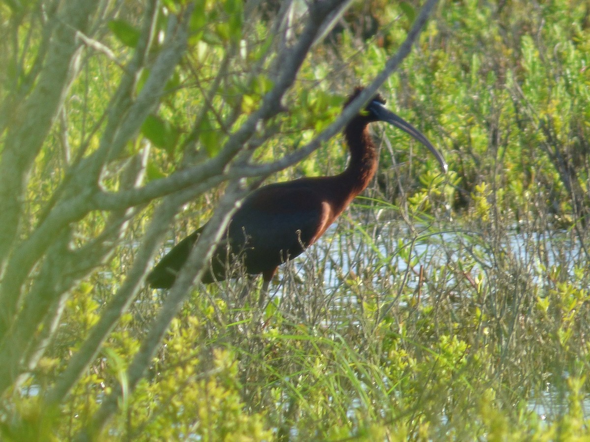 ibis hnědý - ML59719641