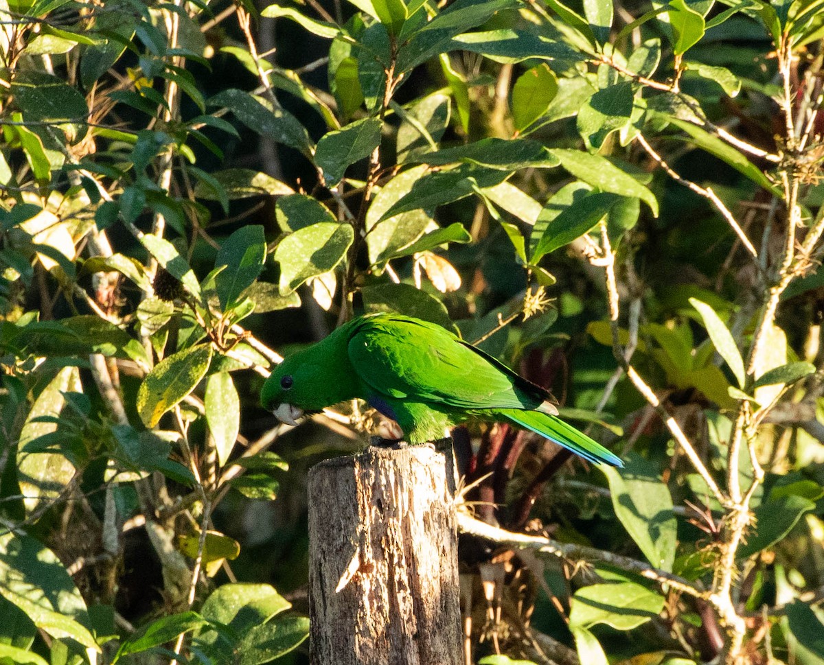 Blue-bellied Parrot - ML597196421