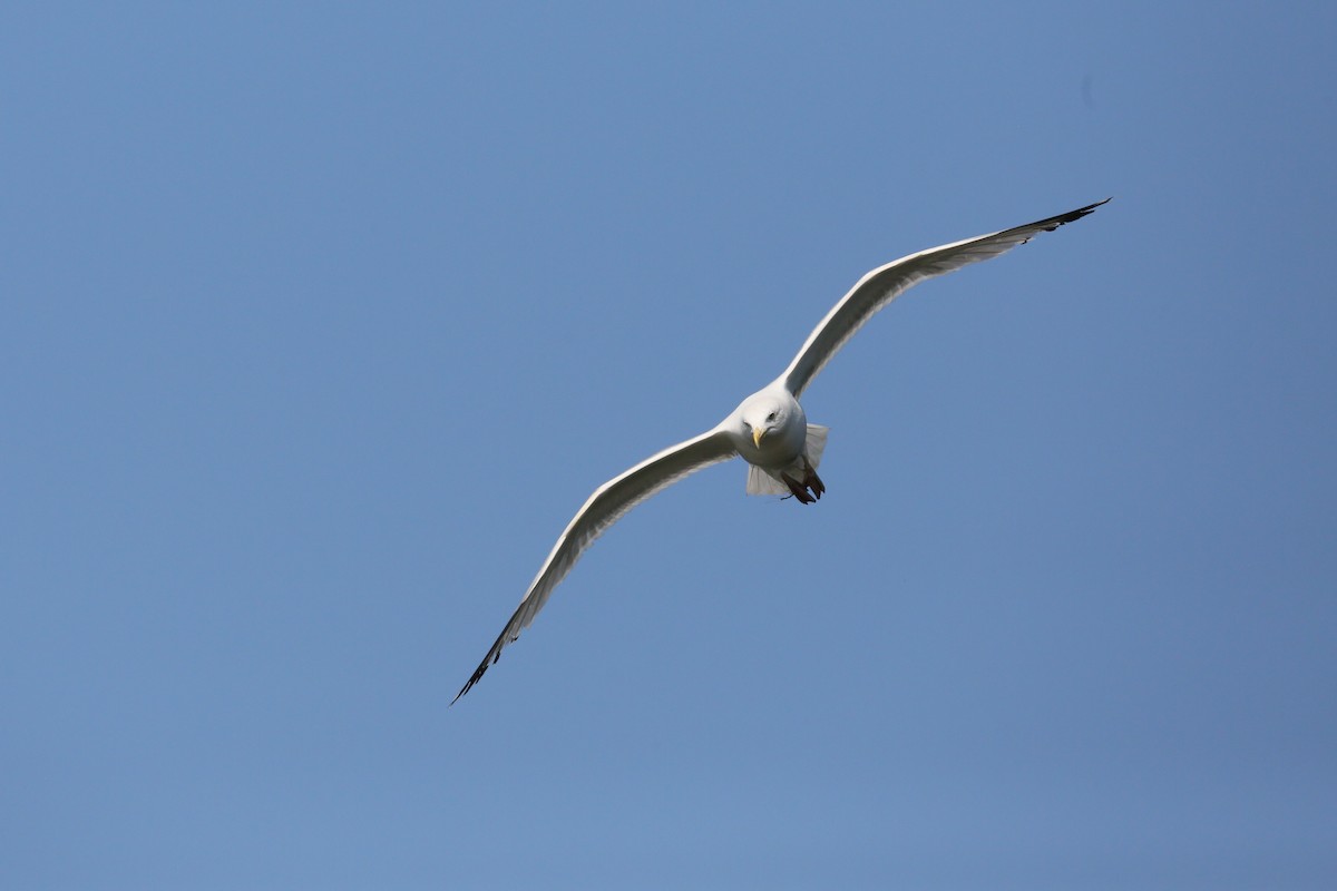 Herring Gull - ML597196541