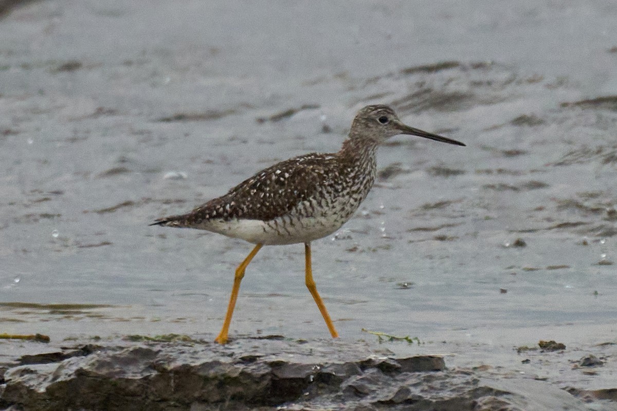 Greater Yellowlegs - ML597197291