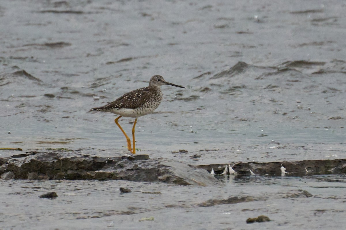 Greater Yellowlegs - ML597197491