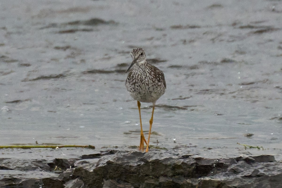 Greater Yellowlegs - ML597197521