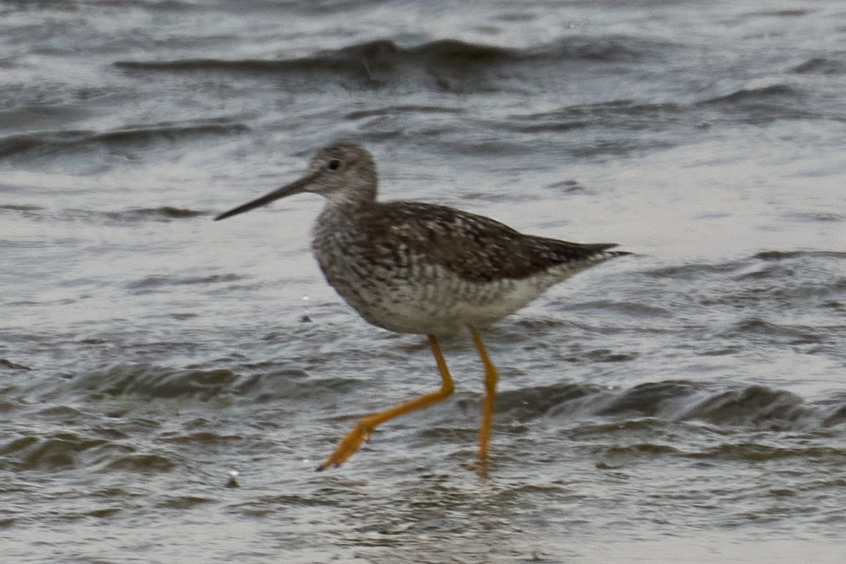 Greater Yellowlegs - ML597197551