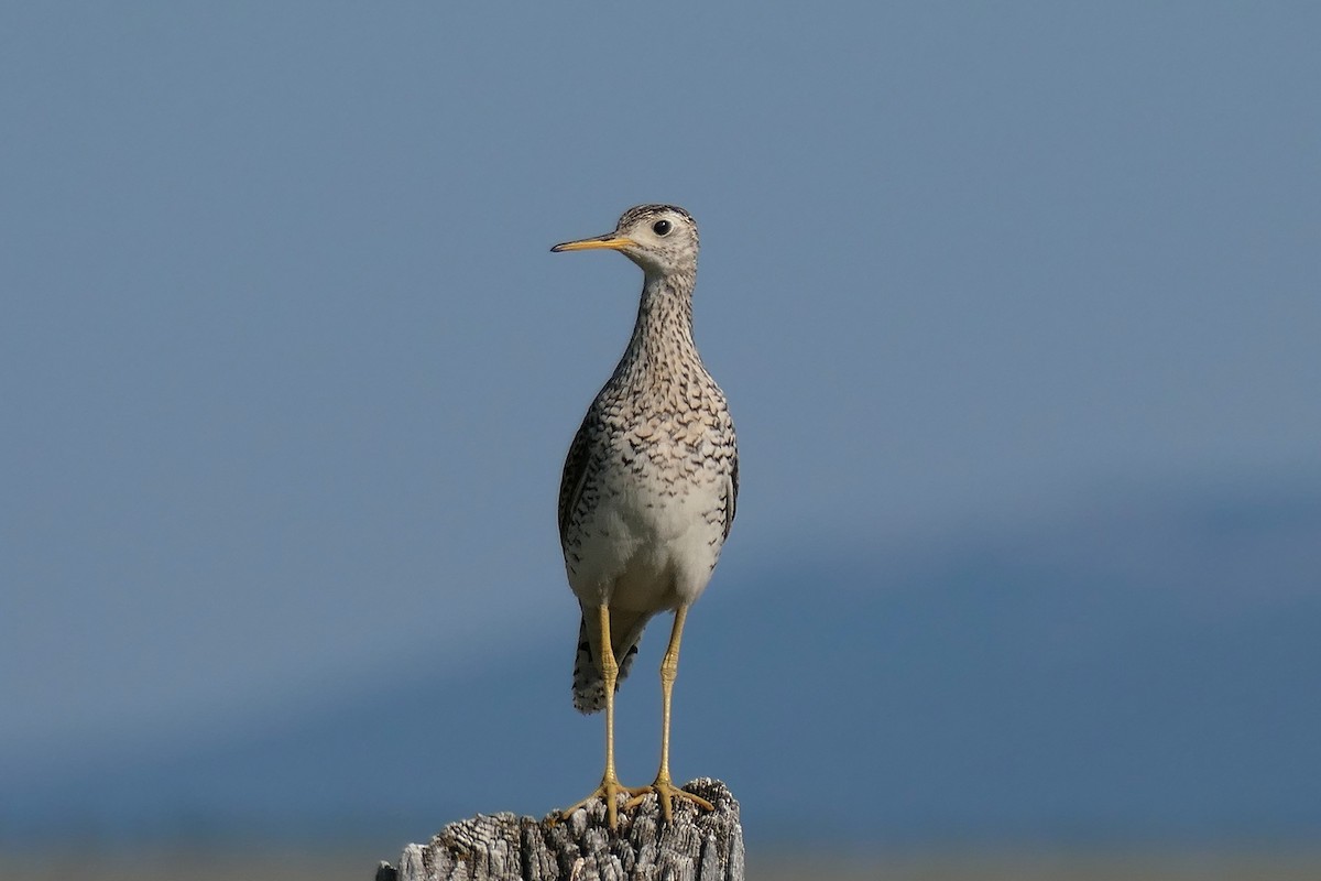 Upland Sandpiper - ML597197741