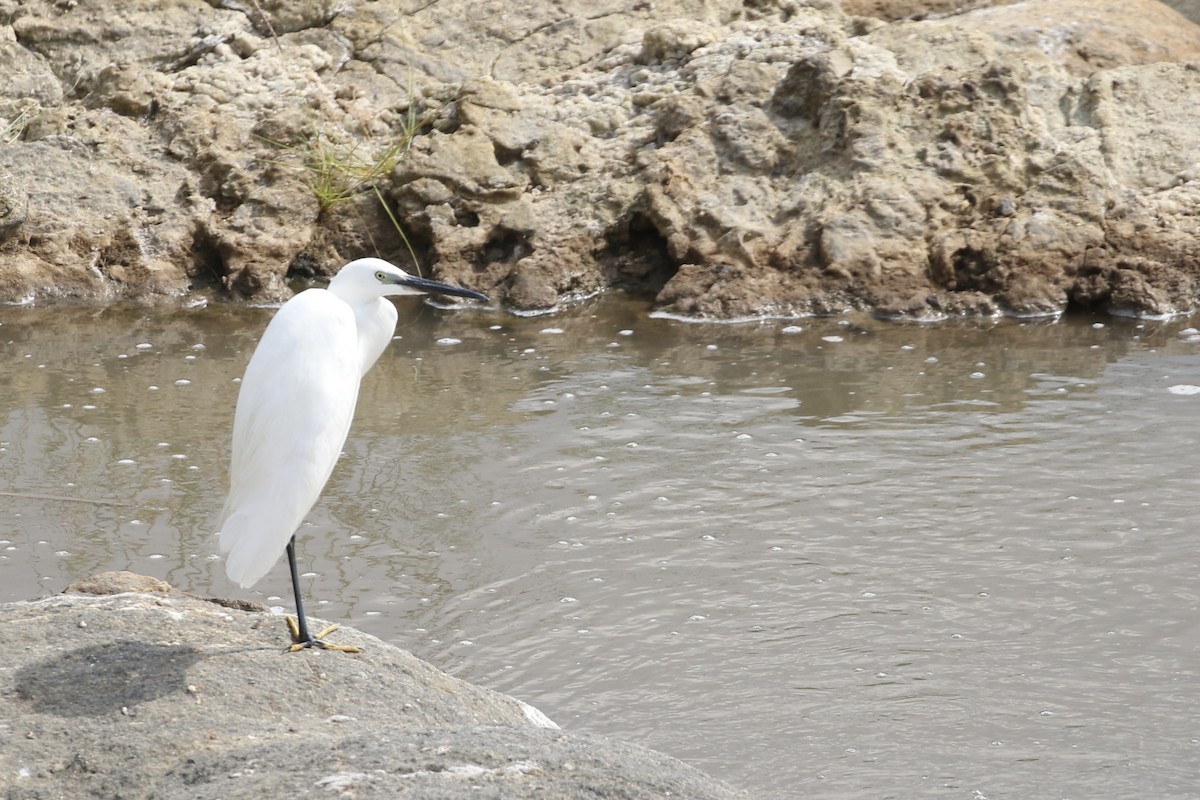 Little Egret (Western) - ML597197781