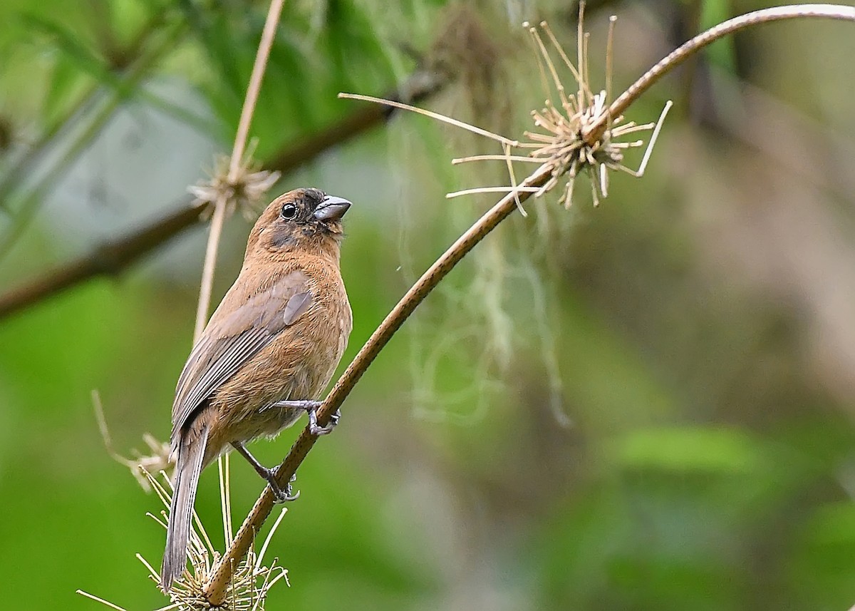 Blue Seedeater - ML597198091