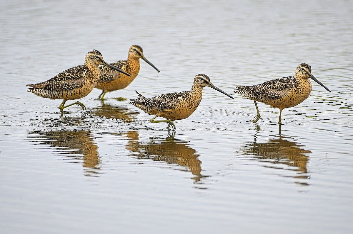 Long-billed Dowitcher - ML597199281