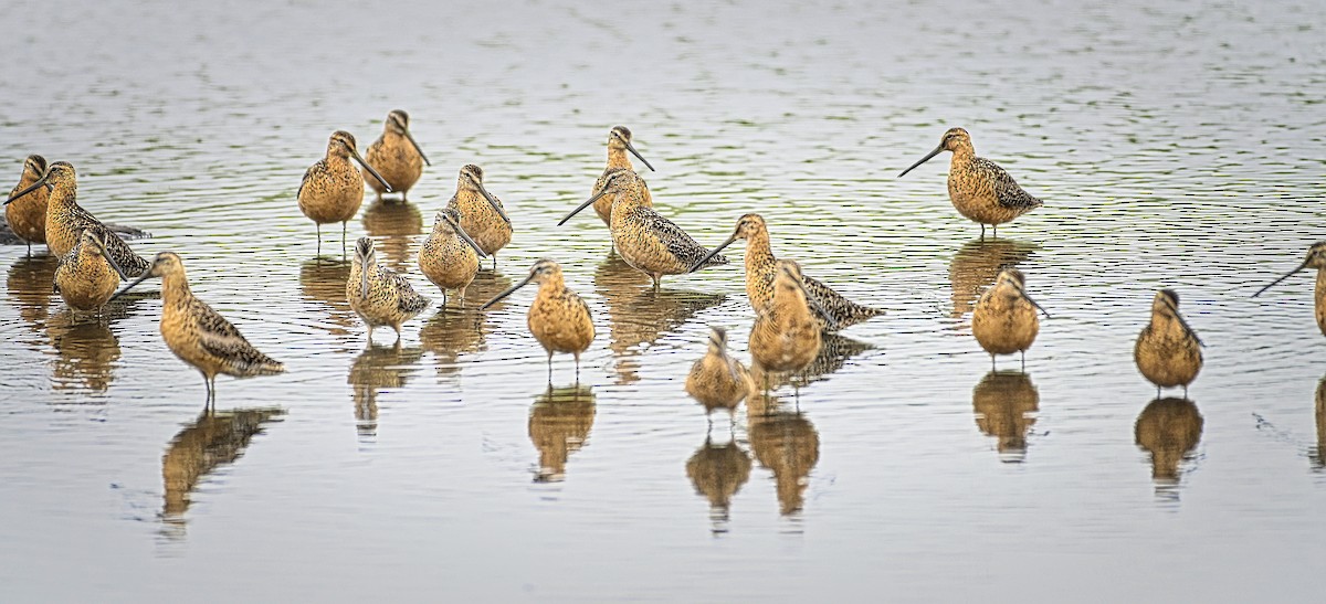 Long-billed Dowitcher - ML597199291