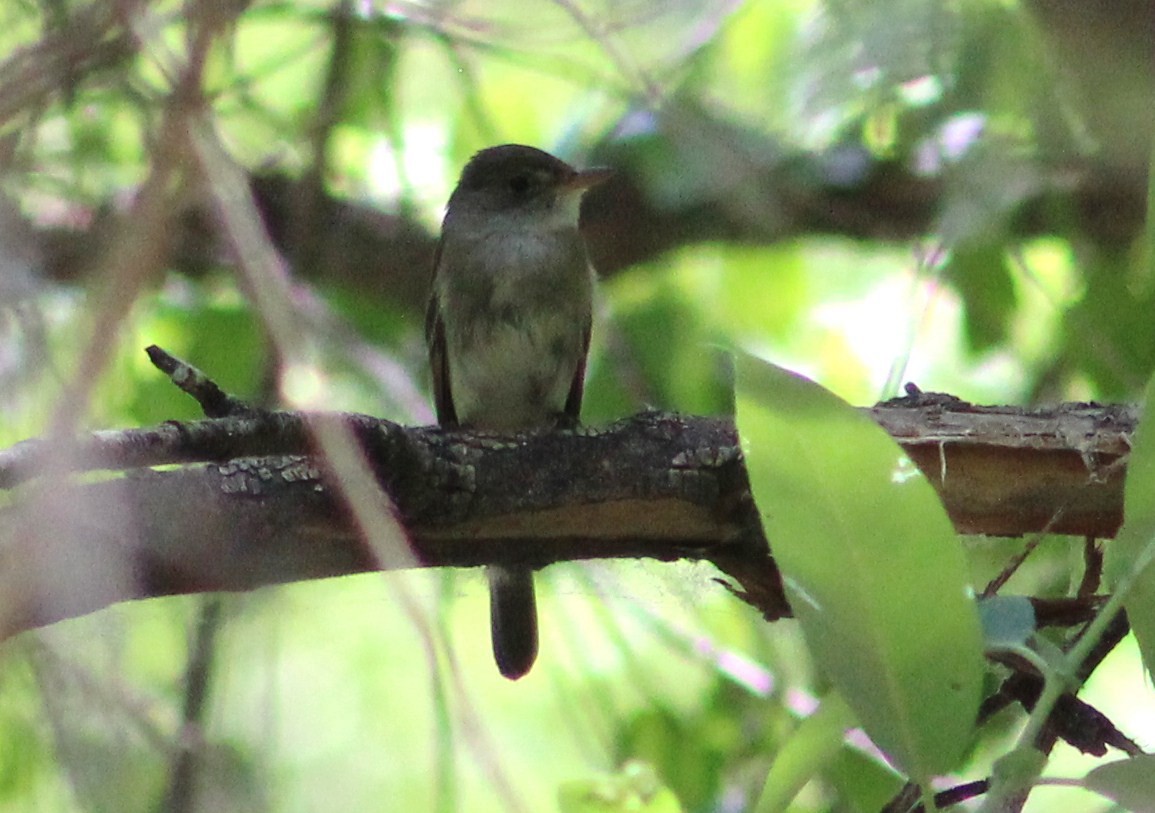 Willow Flycatcher - ML597199621