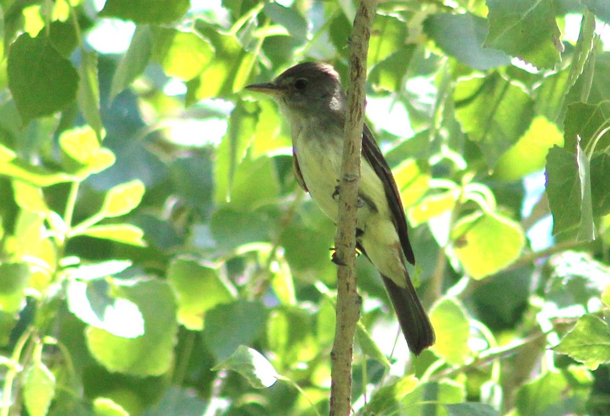 Willow Flycatcher - ML597199631