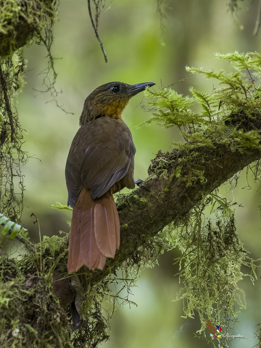 Streak-breasted Treehunter - fernando Burgalin Sequeria