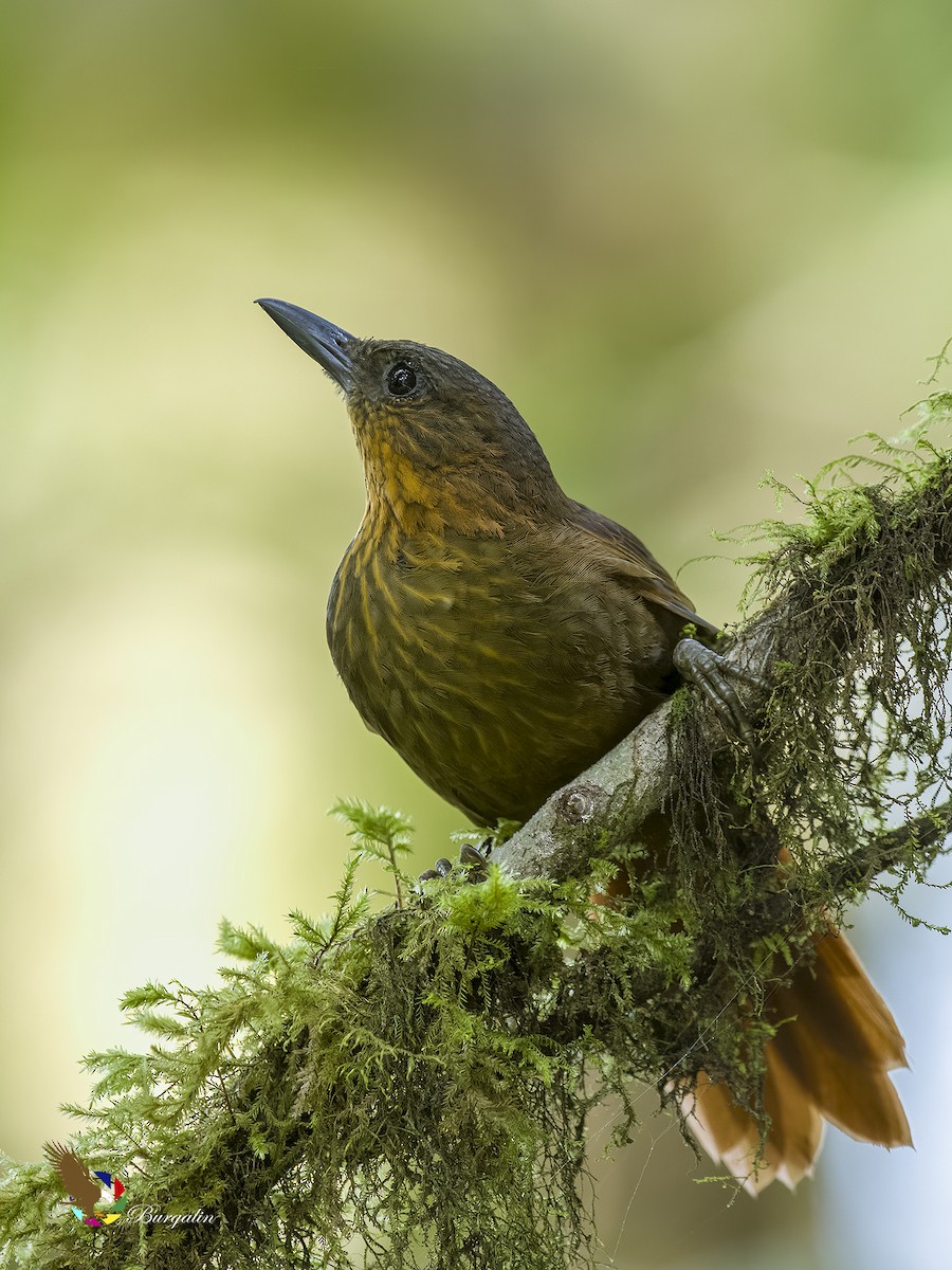 Streak-breasted Treehunter - ML597200011