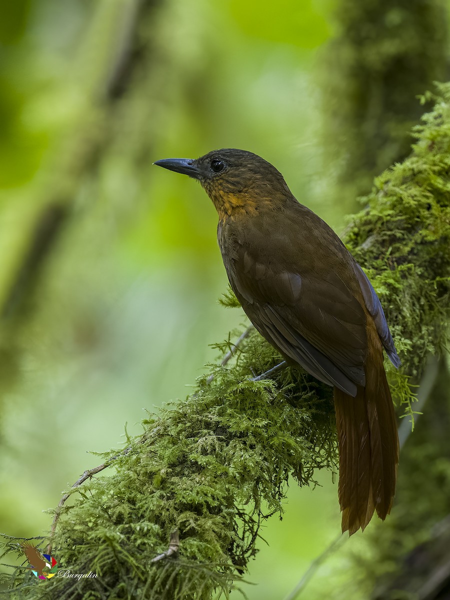 Streak-breasted Treehunter - fernando Burgalin Sequeria