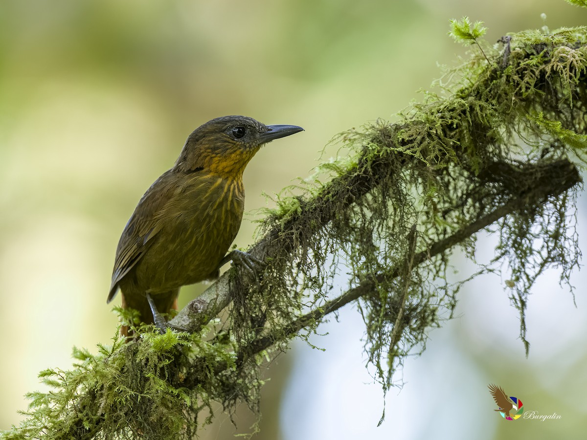 Streak-breasted Treehunter - ML597200031