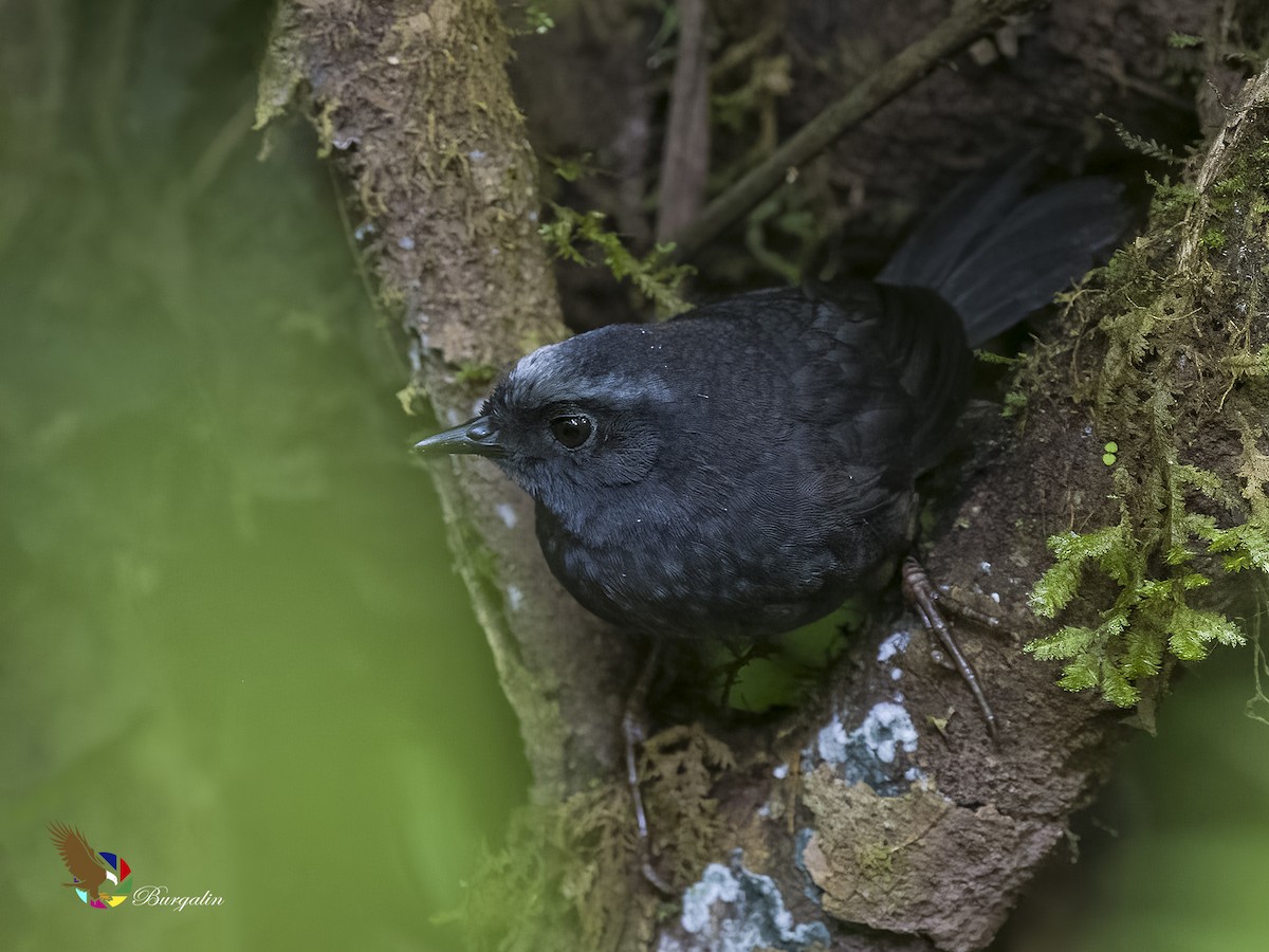 Silberbrauentapaculo - ML597200221