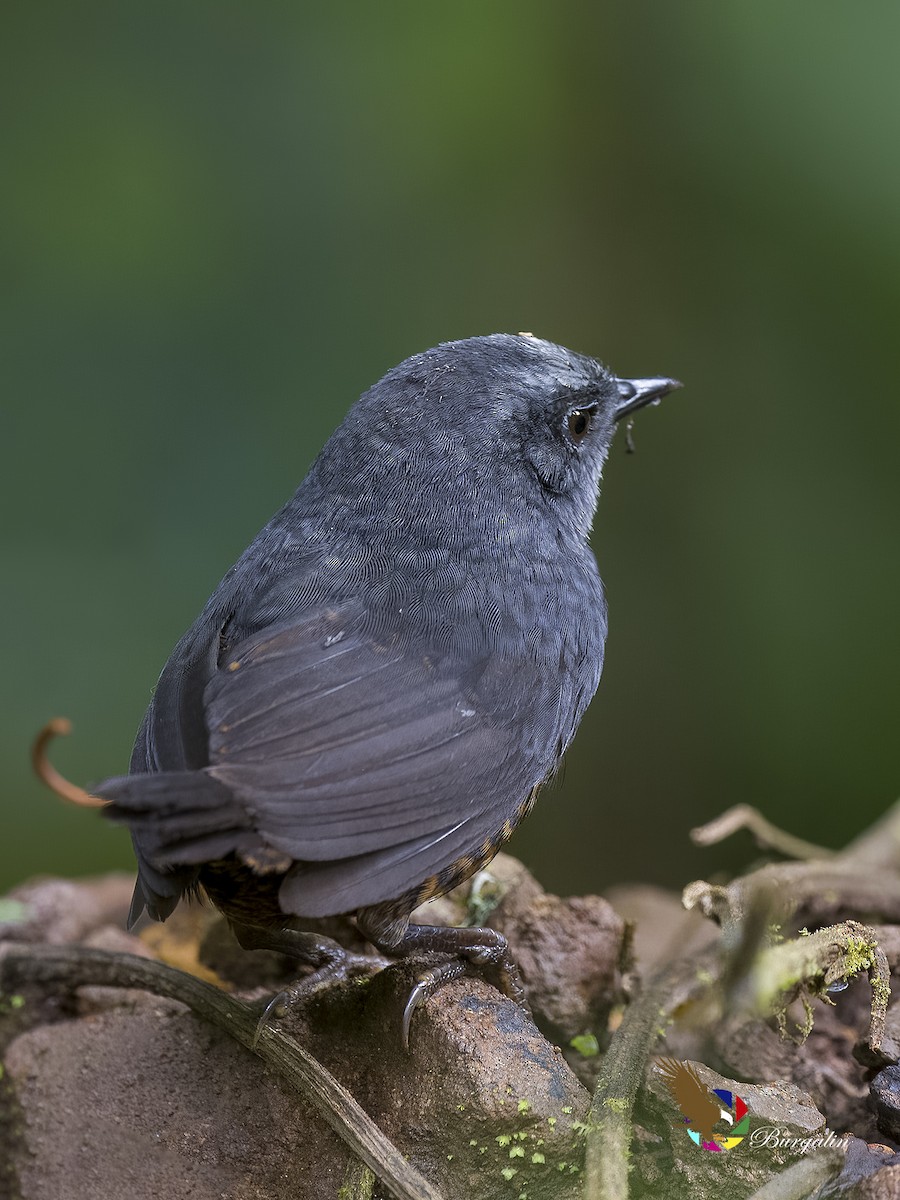 Silvery-fronted Tapaculo - ML597200231