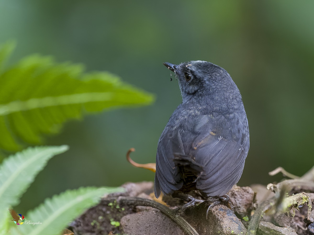 Silvery-fronted Tapaculo - ML597200241