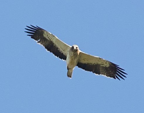 Booted Eagle - ML59720111