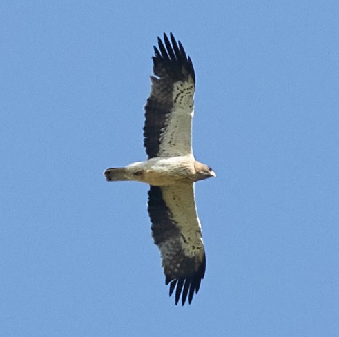 Booted Eagle - ML59720121