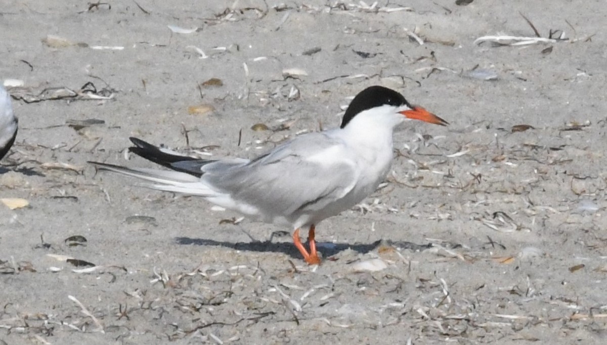 Common Tern - ML597202121