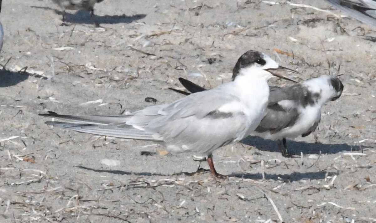 Common Tern - ML597202321