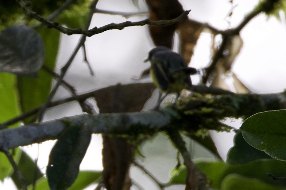 Common Tody-Flycatcher - ML597202581