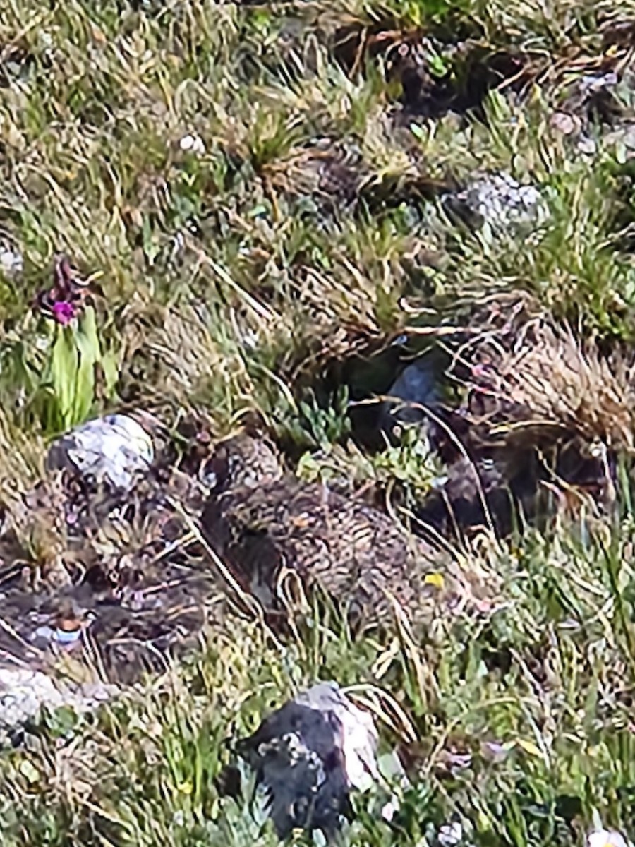 White-tailed Ptarmigan - ML597203191