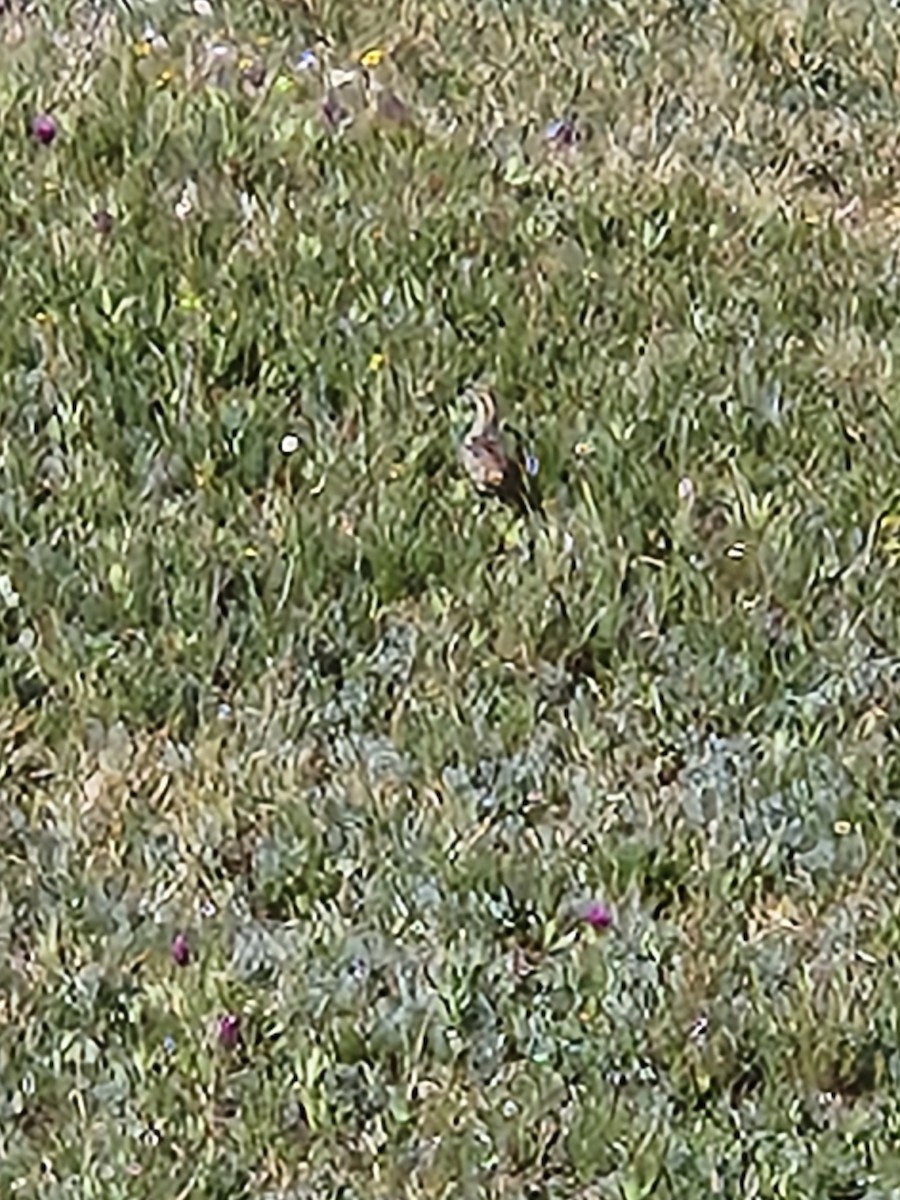 White-tailed Ptarmigan - ML597203201