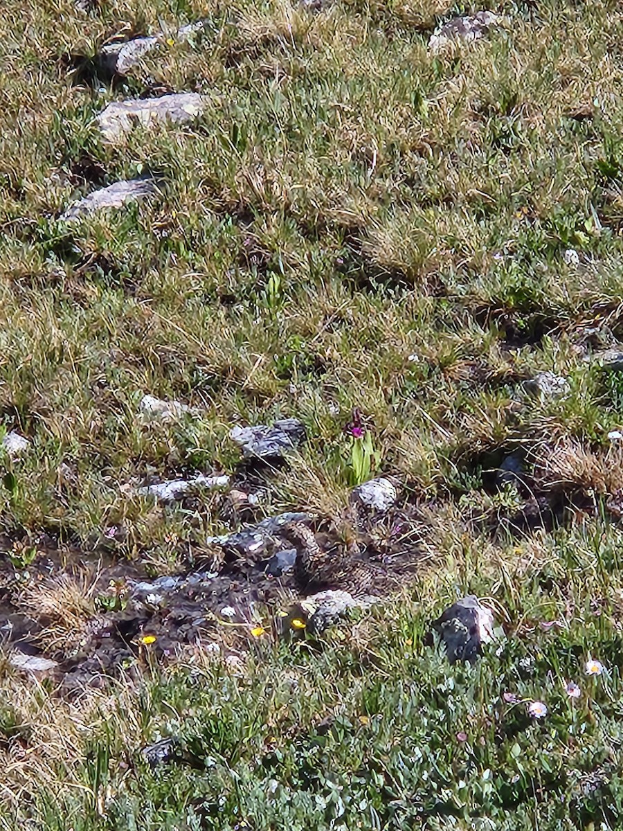 White-tailed Ptarmigan - ML597203221