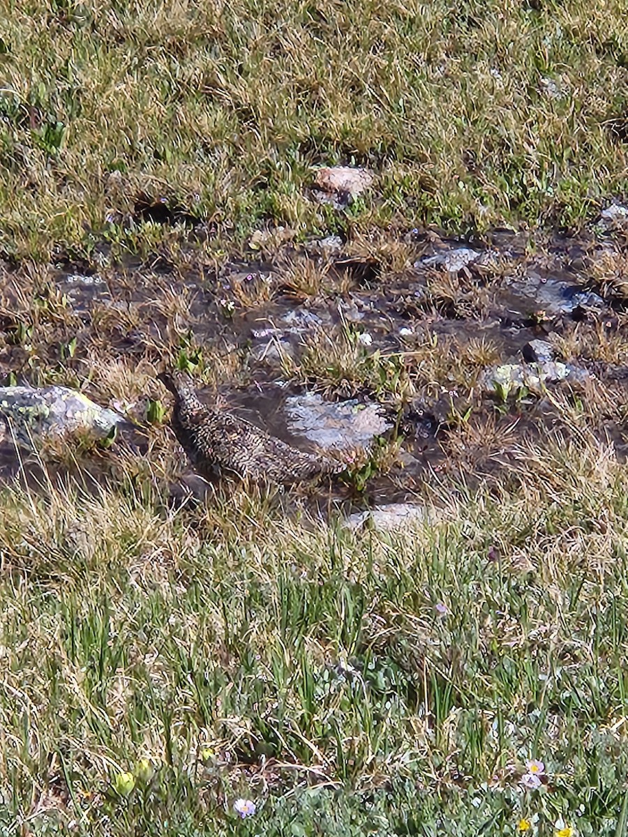 White-tailed Ptarmigan - ML597203241