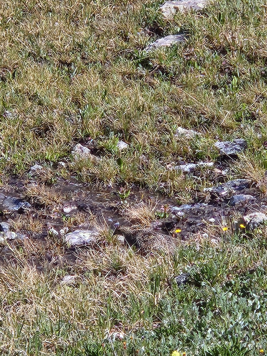 White-tailed Ptarmigan - ML597203251