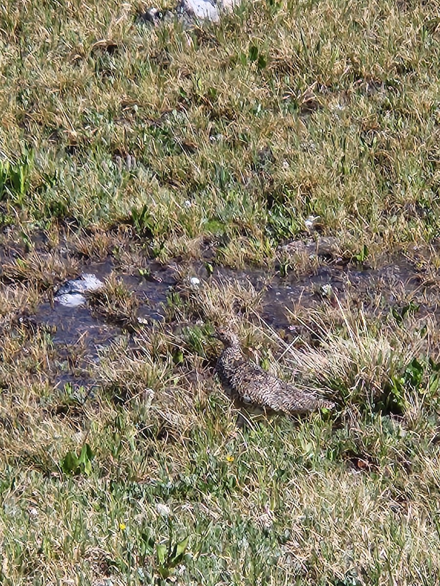 White-tailed Ptarmigan - ML597203261