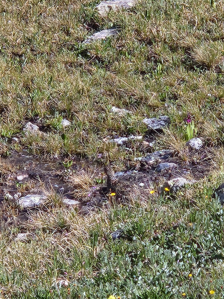 White-tailed Ptarmigan - ML597203271